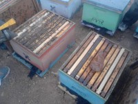 /album/arriendocolmenasparapolinizacion/poli-palto-2-jpg/